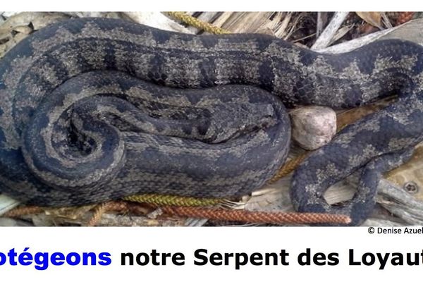 Appel à protéger le serpent des Loyauté, 18 juillet 2018