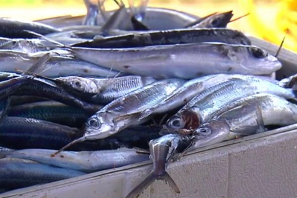 Balaou / poisson / pêche