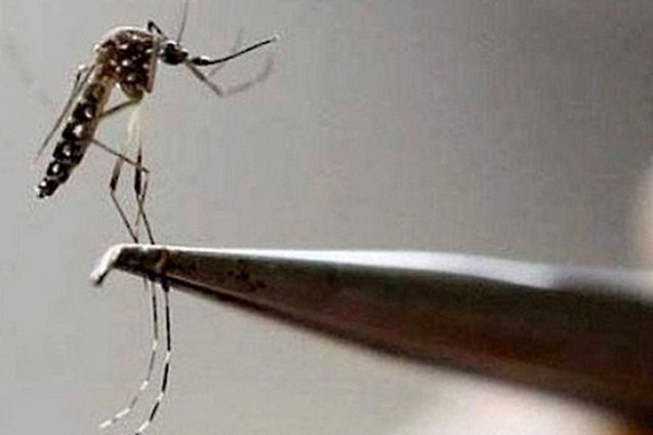 Dengue Epidemic Sparks Controversy: Unions Clash with Government Over Deducting Paid Leave