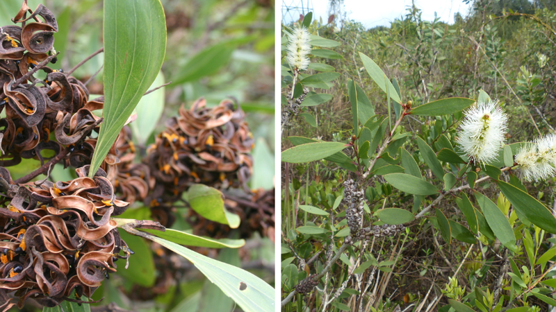 L'Acacia mamgium et le Niaouli, les espèces envahissantes importées d'Australie menacent la biodiversitét des savanes de Guyane