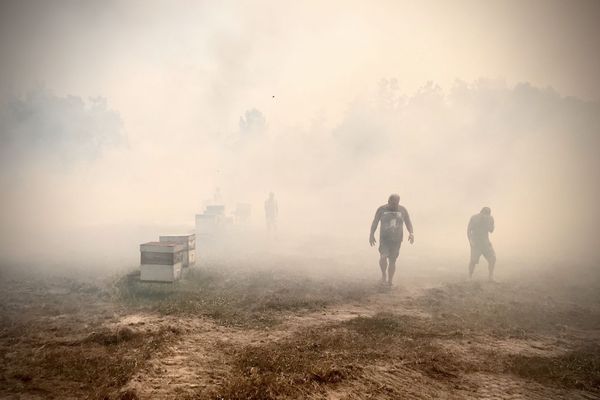 Feu de Païta, 3 février 2020, les ruches