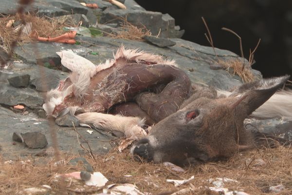 Certains déchets de chevreuil sont abandonnés dans la nature par certains chasseurs.