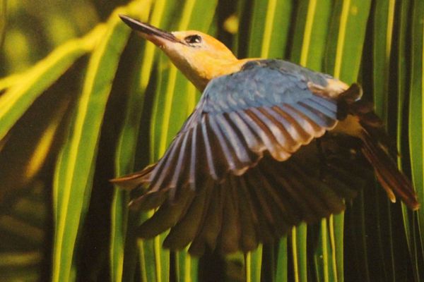 Le martin pêcheur de Niau aux îles Tuamotu