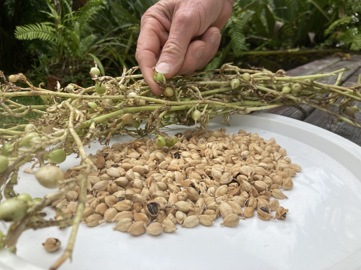 Comment faire pousser de la cardamome à partir de graines