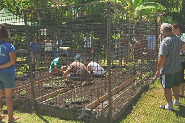 kit potager solidaire