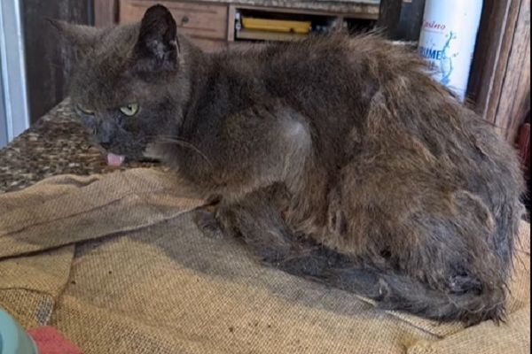 Onze chiens et chats ont été saisis