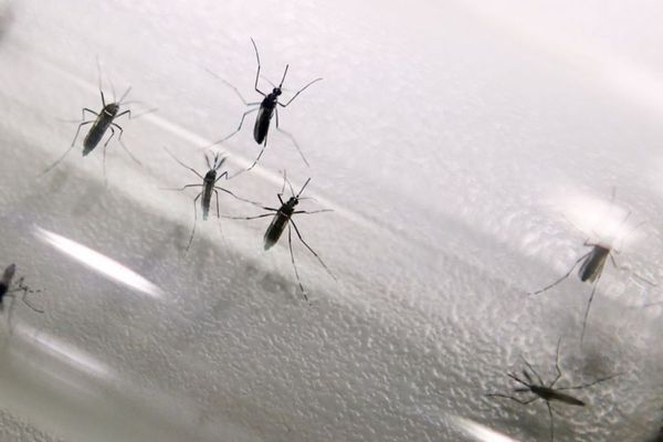 Les moustiques vecteurs de la dengue