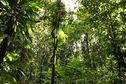 Une espèce d'arbre sur trois menacée, les spécimens d'Outre-mer particulièrement en danger