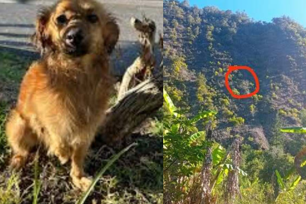 Un chien coincé dans la falaise de Trou Blanc à Salazie.