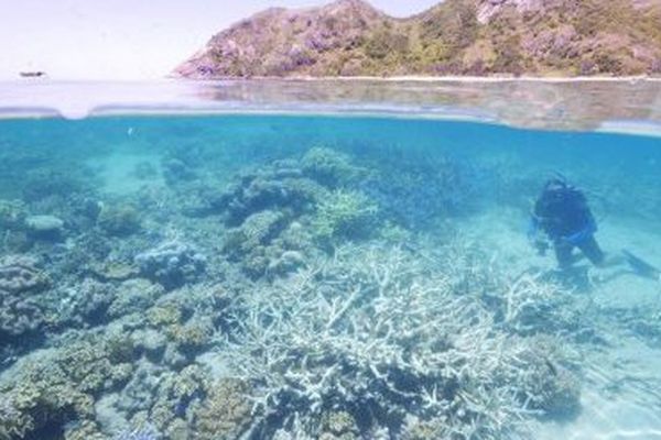 Blanchissement du corail