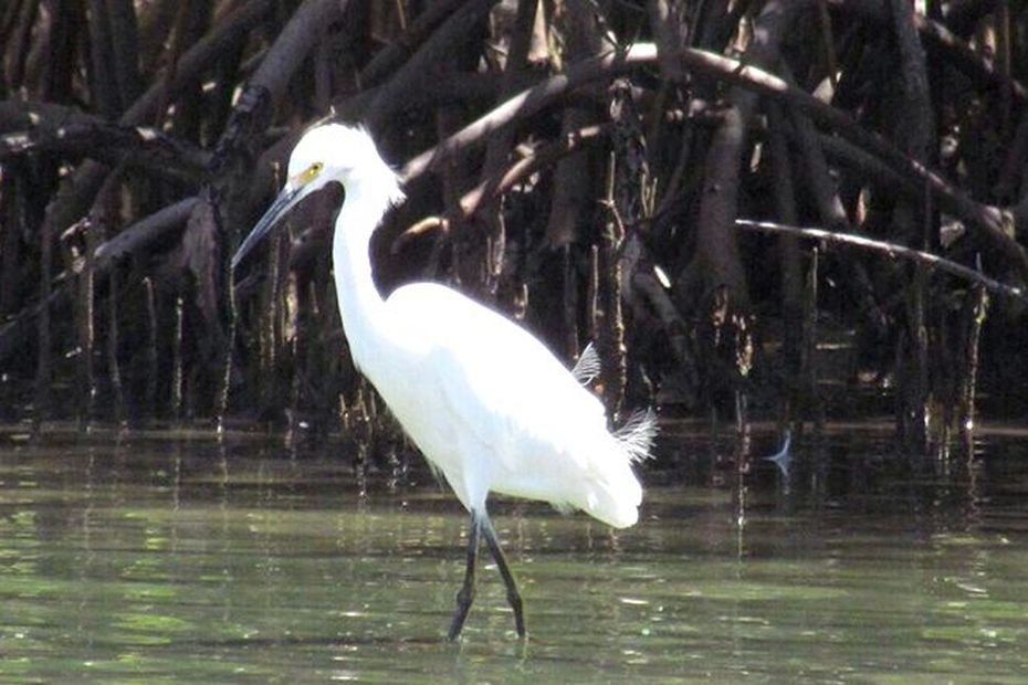 Lamentinois are invited to discover the natural heritage of Martiniqu