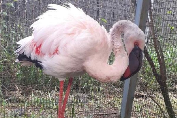 Maigre, affaibli et légèrement blessé, le flamant rose est pris en charge par des soignants