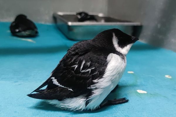 Grippe aviaire à Terre Neuve : le réseau de surveillance des oiseaux renforcé à Saint-Pierre et Miquelon