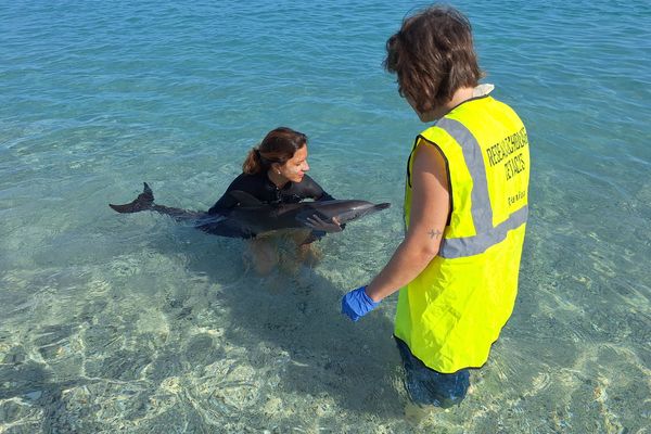 Le Réseau Echouages de La Réunion a pu secourir et renflouer un jeune dauphin tacheté pantropical.