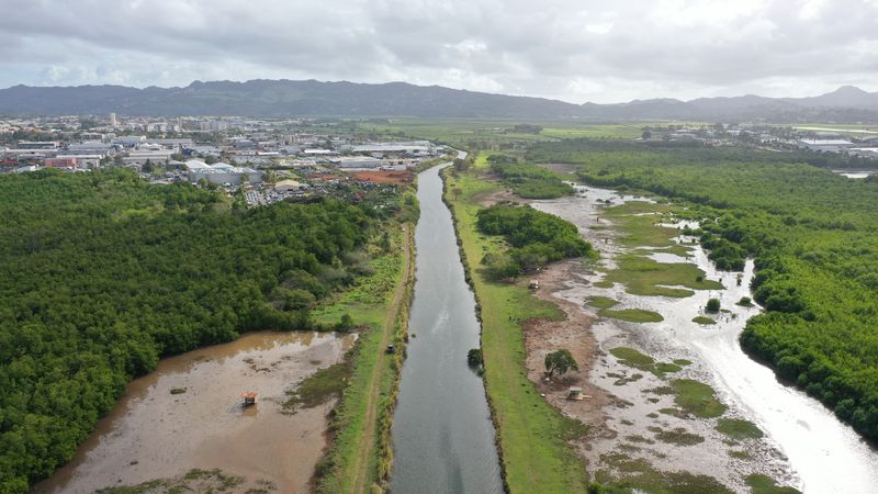 La mangrove au Lamentin