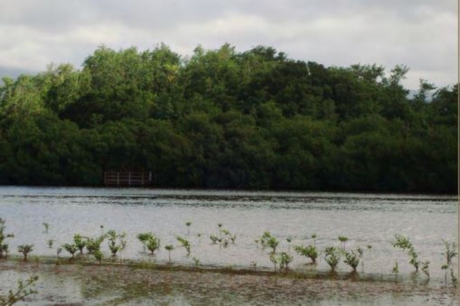 The renaturation of the Morne Cabri mangrove in Lamentin is entering its phase