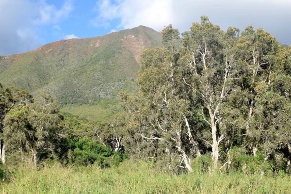 Une savane à niaoulis au Mont-Dore