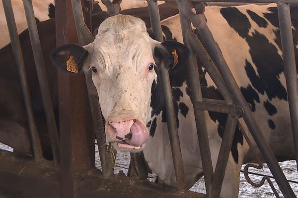 Une vache laitière de race Prim'Holstein.