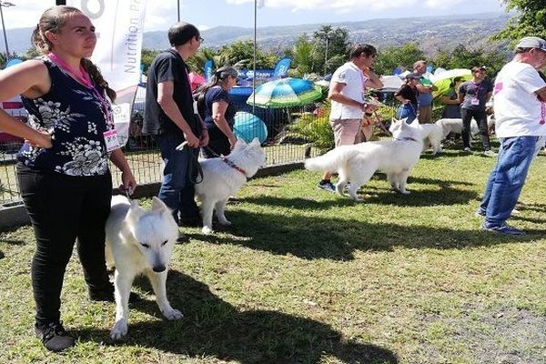 exposition canine Saint-Paul