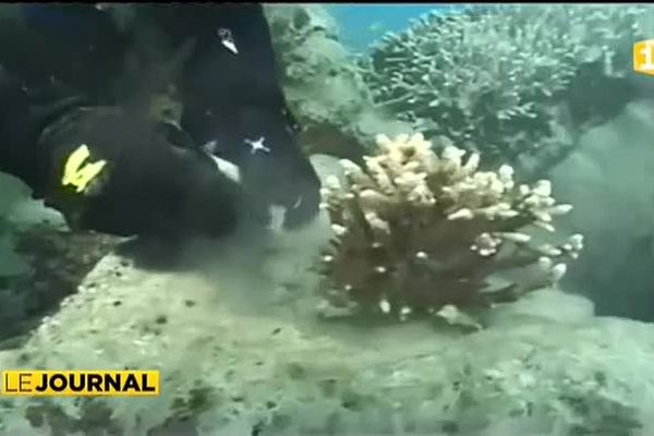 La biodiversité marine en danger