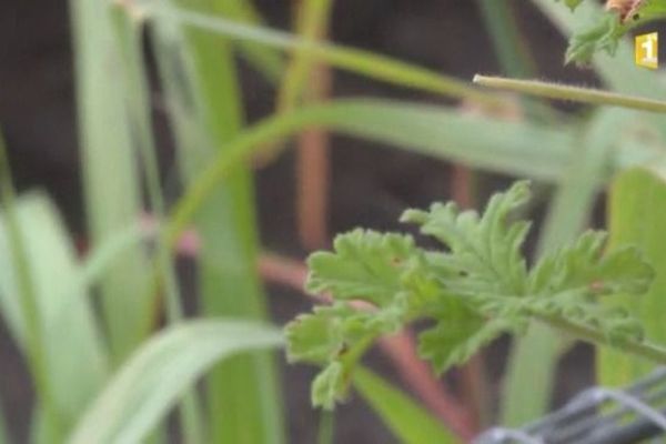 Géranium et citronnelle contre les moustiques