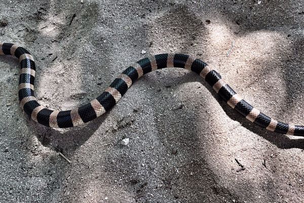 Serpents marins quel danger Nouvelle Cal donie la 1 re