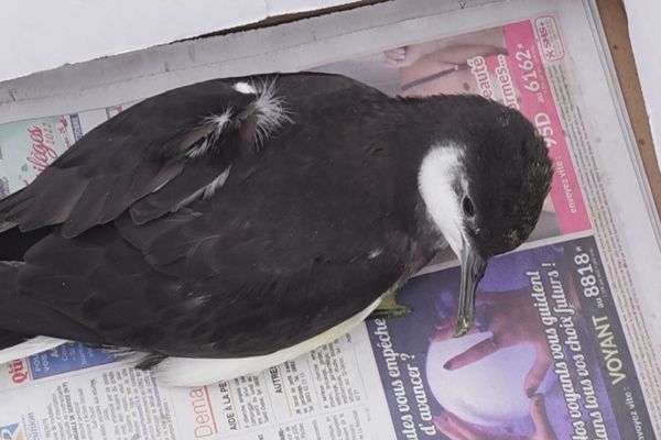 Désorientés par les éclairages, plus d’une centaine de puffins se sont échoués depuis le début de l’année.