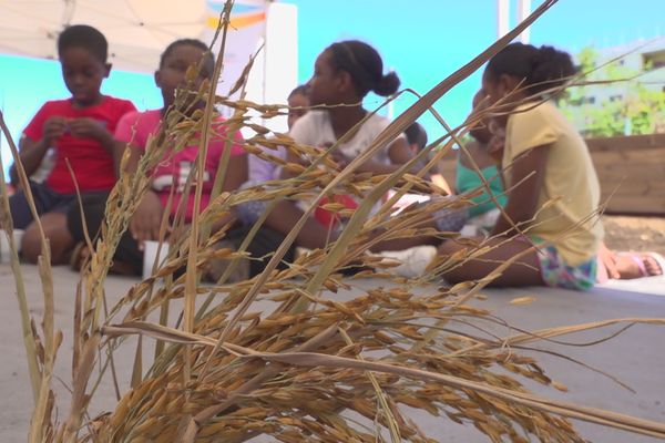 Riziculture à La Réunion : une plantation de riz péi au Port