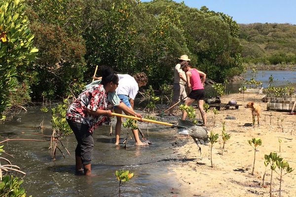 SOS Mangroves Tina