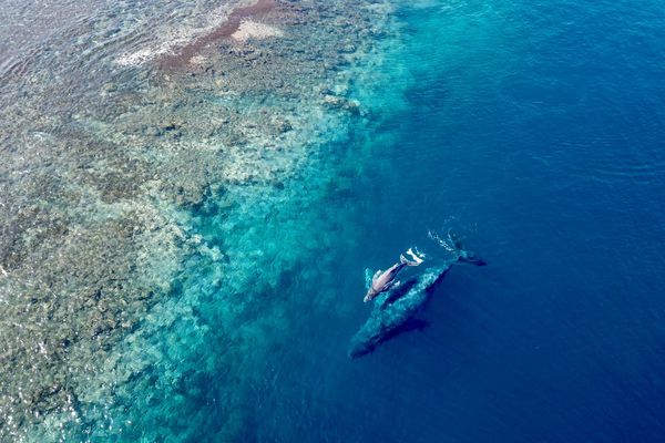  Une maman baleine et son bébé vues à Mataiea