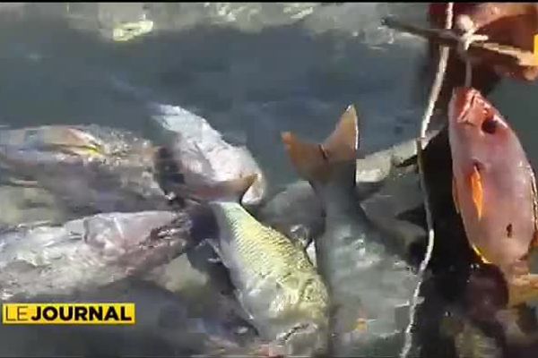 Huahine : 100 pêcheurs sur le lagon pour le concours de pêche lagonaire