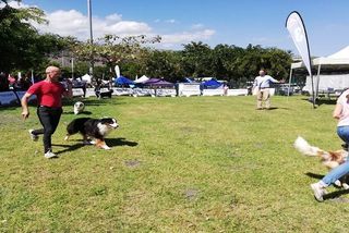 Exposition De Chiens De Race à Saint Paul Réunion La 1ère