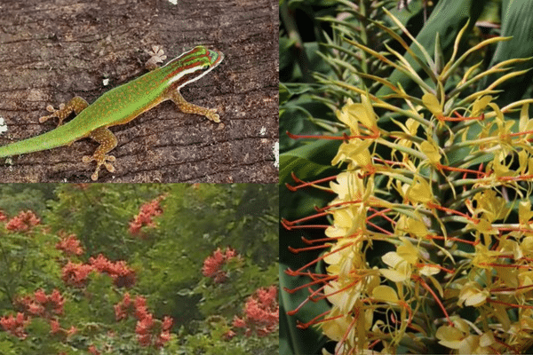 Les espèces invasives envahissantes sont un danger pour les espèces endémiques de La Réunion.