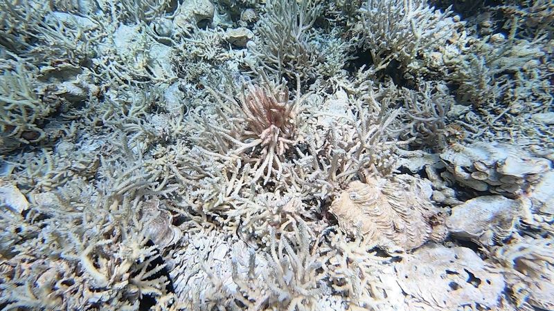 Blanchissement du corail lagon de Tatakoto