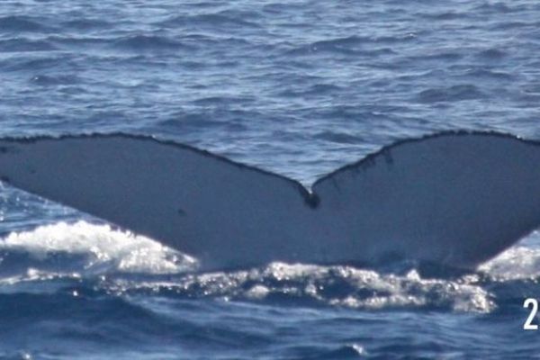 Neuf ans après, la baleine Elen revient à La Réunion