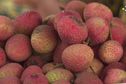 La campagne du litchi débute ce mardi à Madagascar