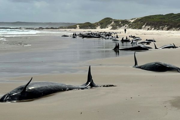 157 dauphins échoués en Tasmanie entre lundi 17 et mercredi 19 février 2025