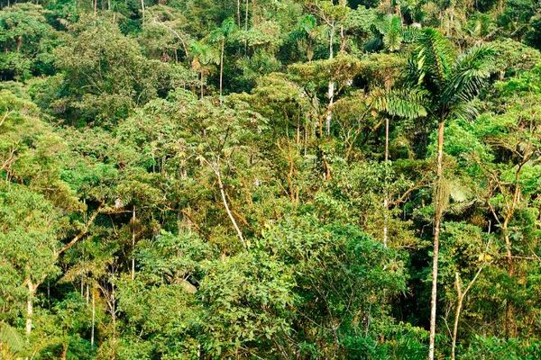 La canopée de la forêt amazonienne vue depuis un lieu non précisé situé en Equateur, le 28 septembre 2022.