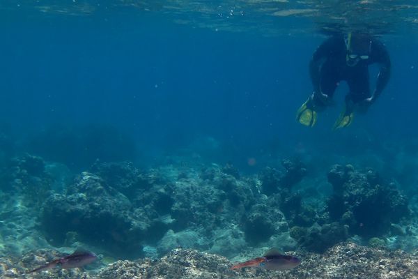 Snorkeling (illustration).