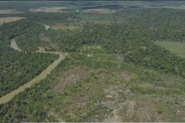 Forêt amazonienne (illustration)