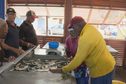 VIDEO. Du poisson qui se fait rare dans le Nord Caraïbe