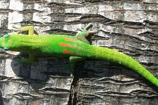 geckos maurice