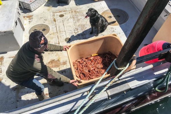 Un pêcheur de crabes de neiges, à Saint-Pierre. 