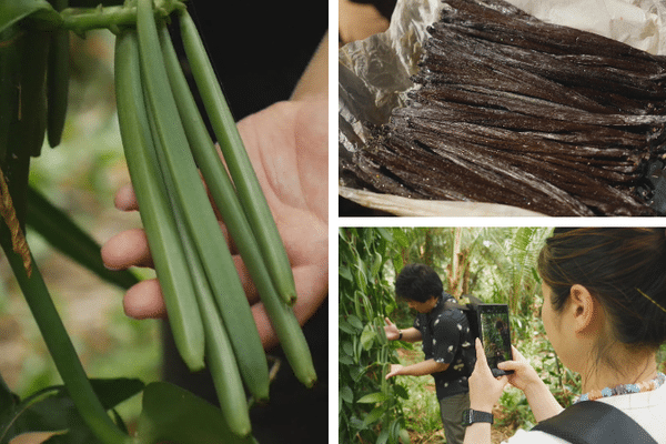 La vanille givrée d'Ouvéa séduit un chocolatier japonais