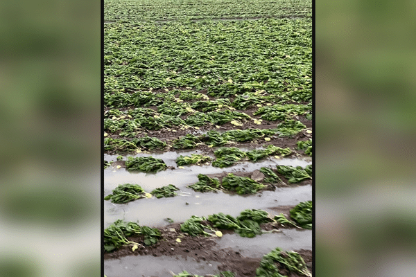 Un champ de pommes de terre inondé à La Foa après les fortes pluies des 30 et 31 août.