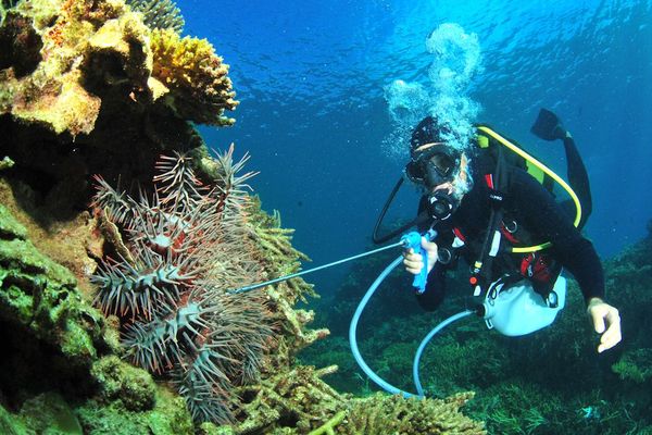 Infestation d'acanthaster à Prony, 2018