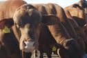 ENQUÊTE. Des élevages à l’assiette, la filière viande calédonienne dans la tourmente