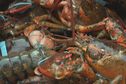 Des homards de plus petites tailles en ce début de saison de pêche hivernale à Saint-Pierre et Miquelon