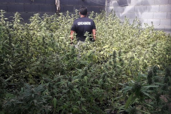 Îles du Vent : saisie de 4 296 plants de cannabis 