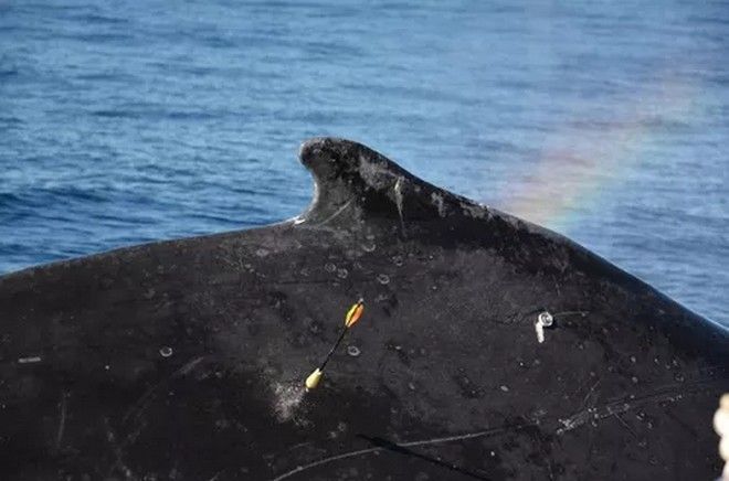 Les Baleines à Bosse De La Réunion Sous Surveillance Satellitaire